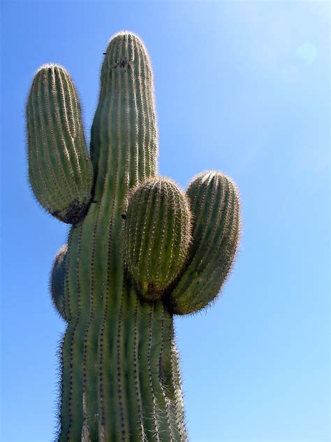 A Large Green Cactus Standing Next To A Blue Sky