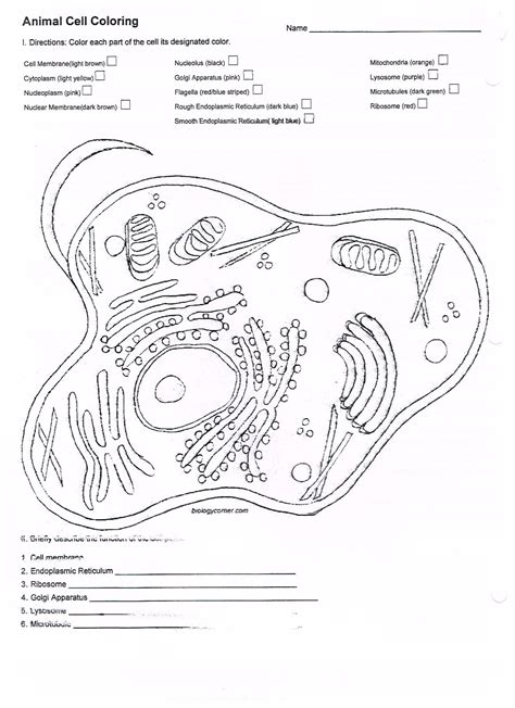 Animal Cell Coloring Answer Key