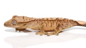 Yellow Base Tiger Crested Gecko For Sale Upriva Reptiles