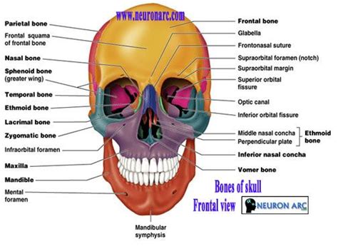 How Many Bones In The Face And Head - Human Skull Anatomy - World Wide
