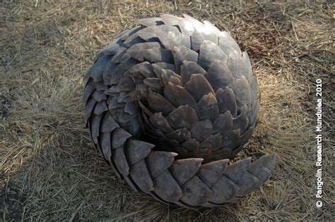 Pangolin Research Mundulea: Background on Pangolins