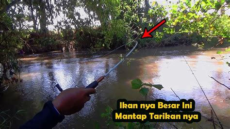 Mancing Di Bawah Bambu Ini Saya Selalu Di Kasik Yang Besar Besar Ikan