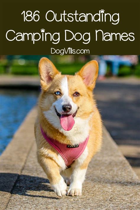186 Camping Dog Names Dogvills