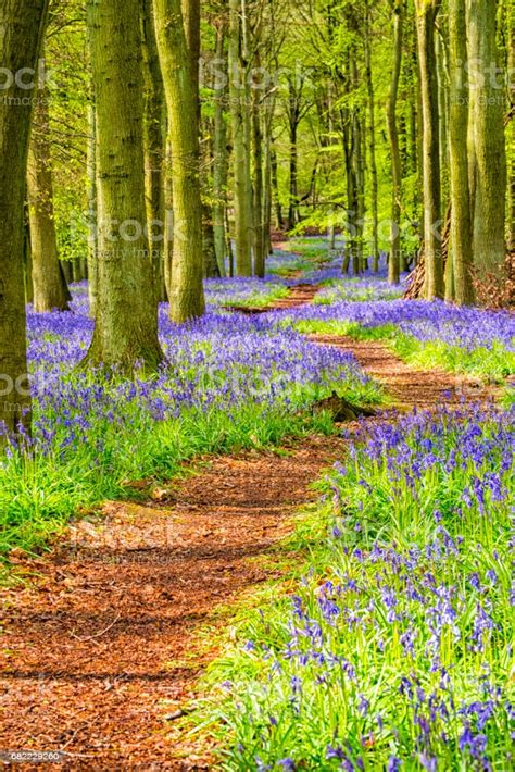 Beech Trees And Bluebells Stock Photo Download Image Now Istock