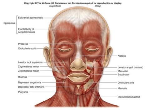 How many bones does the face have? superficial muscles of the head and face | Axial muscles ...