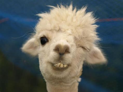 Hilarious One Eyed Llama Face From The Get Olympus Facebook Page On