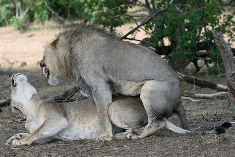 Male Lion And Lioness Mating