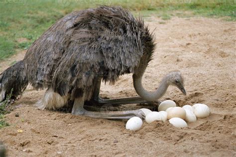 Ostrich And Its Eggs In Nest 851089 Stock Photo At Vecteezy