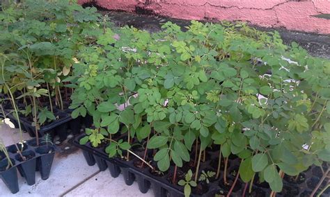 The outstanding plant that reduces hypertension, stops diabetes, kills pain. 3 mudas moringa oleifera milagrosa para vasos jardins no ...