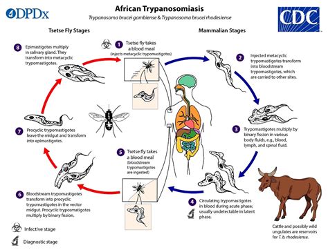 cdc dpdx trypanosomiasis african