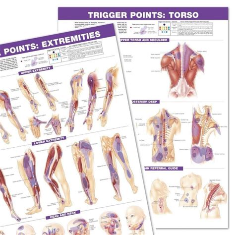Trigger Points Torso And Extremities Set Of Two Hitech Therapy Online