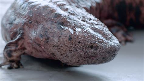 How giant is the japanese giant salamander? The Japanese Giant Salamander - The Kid Should See This