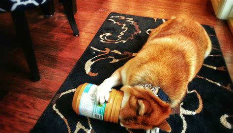 14 Stages Of Your Dogs Peanut Butter Addiction The Dodo