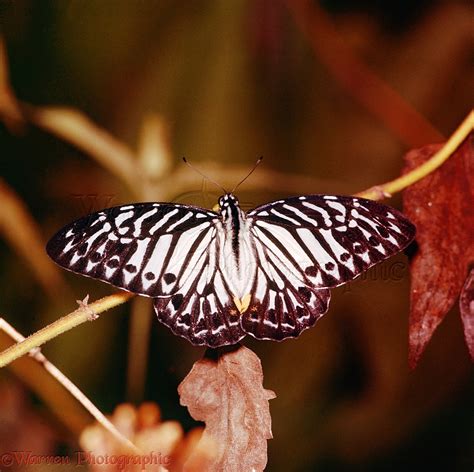 Tiger Butterfly Photo WP03635