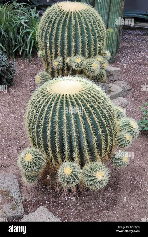 Small Barrel Cactus Hi Res Stock Photography And Images Alamy
