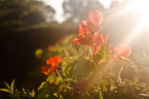 Red Flowers And Sunset Light · Free Stock Photo
