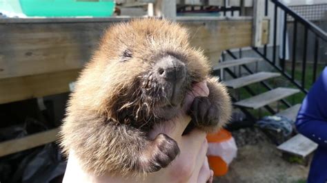 Weak Orphaned Beaver Kits Getting Stronger At Regina Wildlife Centre