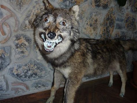 30 Bad Taxidermy Pictures That Are Both Terrifying And Hilarious