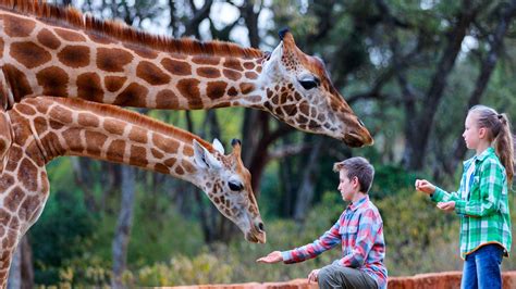 Les 20 Plus Beaux Parcs Animaliers Réserves Et Zoos De France