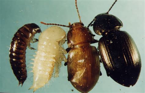 Management Of Bronzed Field Beetle A Pest Of Canola In Southern