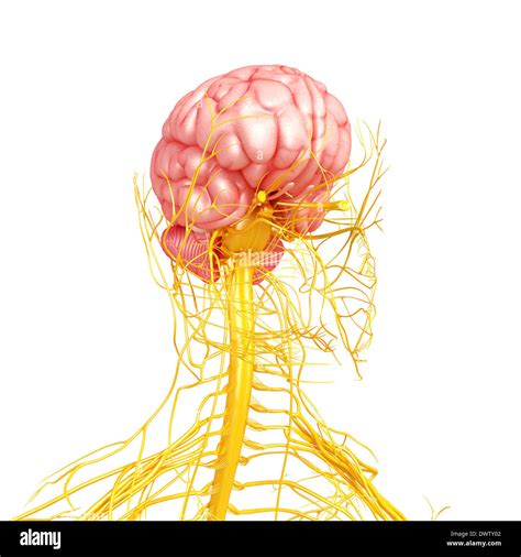 Dibujo del sistema nervioso Fotografía de stock Alamy