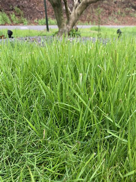 Is This Korean Lawngrass Zoysia Japonica And If So How Do I Contain