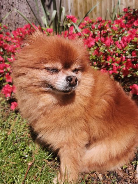 15 Cool Facts You Didnt Know About Pomeranians Petpress