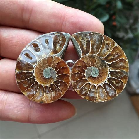 1 Pair Ammonite Fossil Specimen Natural Conch Fossil Shell Stone 25mm