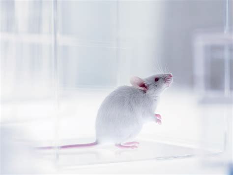 Science Has A Huge Diversity Problem In Lab Mice Wired