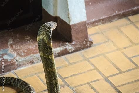 The King Cobra Ophiophagus Hannah Also Known As Hamadryad Is A