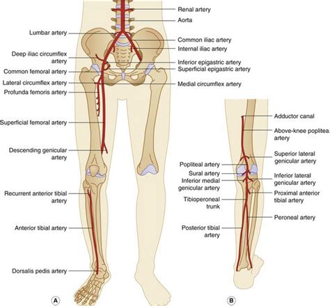 Duplex Assessment Of Lower Limb Arterial Disease Radiology Key