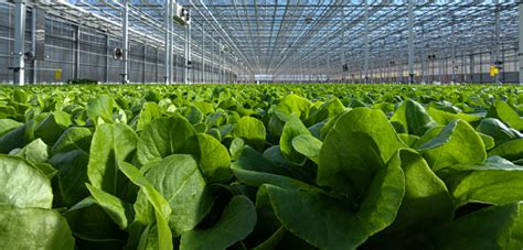 Revol Greens Raises M To Build World S Largest Lettuce Greenhouse