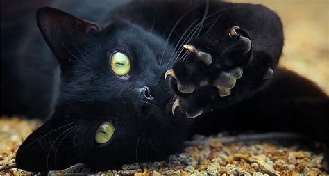 Understanding Black Dog And Black Cat Halloween Myths Bechewy
