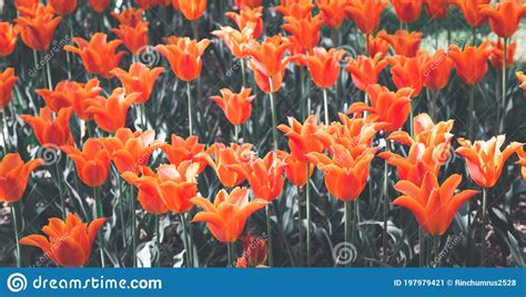 Tulips Garden Park Festival Beautiful Flowers In Spring Season At