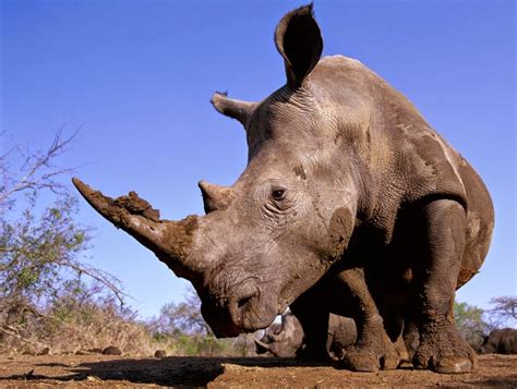 These 18 Wild Animals In Danger Of Extinction And They Really Need Our