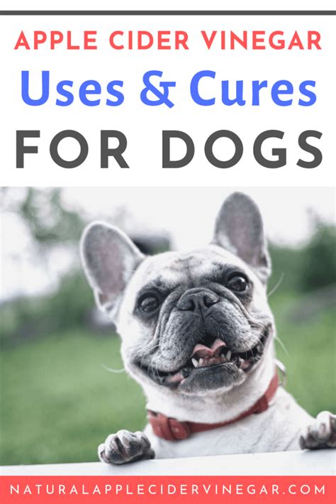 Make Your Dog Happy And Healthy With 9 Apple Cider Vinegar Cures All