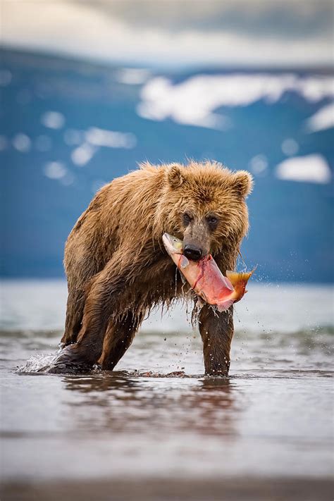 The Kamchatka Brown Bear Ursus Arctos Photograph By Petr Simon Fine