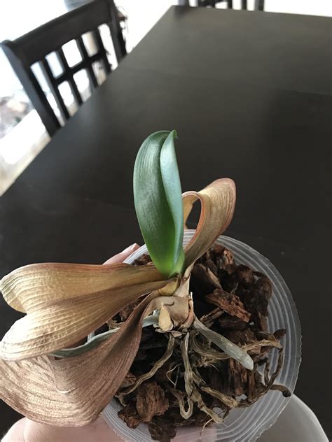 My Moms Orchid Was Doing Great And Sprouted A New Leaf But In The