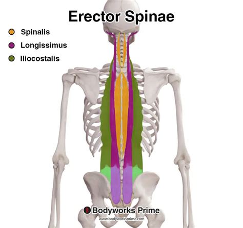 Longissimus Muscle Anatomy Bodyworks Prime