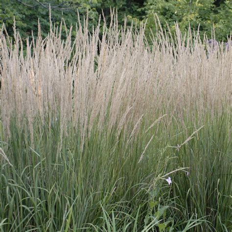 Calamagrostis Karl Foerster Buy Feather Reed Grass