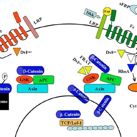 Schematic Representation Of Wnt Signaling Pathways Characterized In B