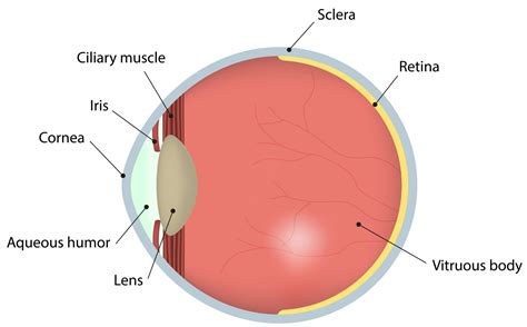 Image Description A Labelled Diagram Of The Human Eye