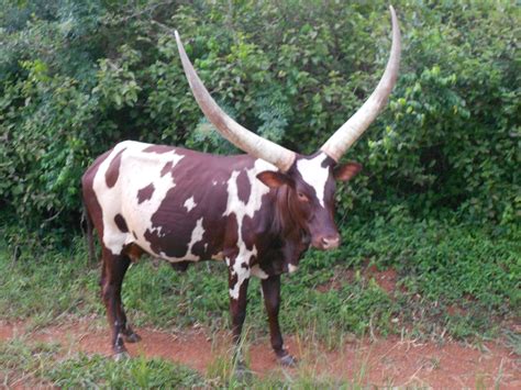 Ankole Cattle Ioannesmusub