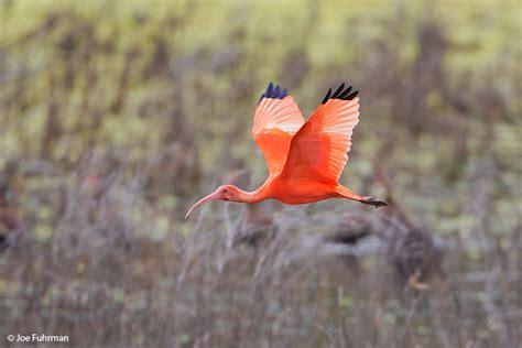 Scarlet Ibis Joe Fuhrman Photography