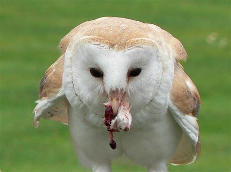 Common barn owl with tasty dinner | Common barn owl with pre… | Flickr