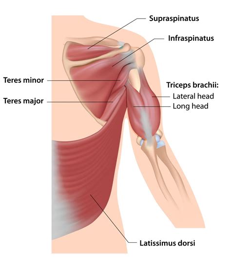 Torn Rotator Cuff Symptoms And The Treatment