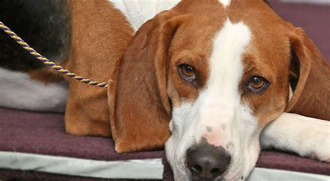 hound dog breed   quiz country rebel