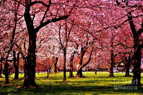 Cherry Tree Grove Photograph By Patti Whitten