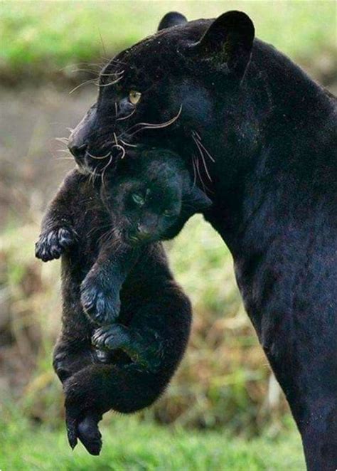 Mother Black Panther Carrying Her Cub By The Scruff Of The Neck Moving