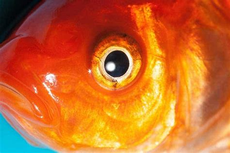14 Types Of Fish With Big Eyes Wildlife Informer